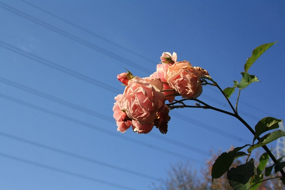 Blume