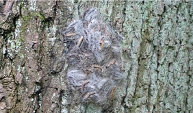 Gespinstnest des Eichenprozessionsspinners&nbsp;&copy;&nbsp;Stadt Karben