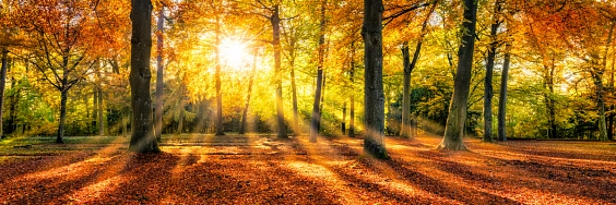 Wald Wald © Fotolia