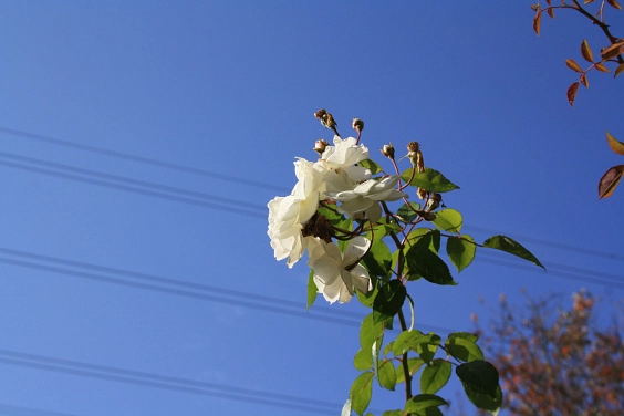 weiße Blume