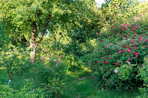 rosenhang-klein-karben.jpg